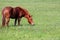 Brown horse grazing green grass