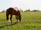 Brown horse grazing on green meadow with white flowers Dandelion