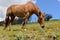 Brown horse grazing in a pasture in alpine mountain