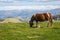 Brown horse grazing in Pyrenees mountains, France. Beautiful stallion against scenic mountains landscape. Brown foal in pasture.