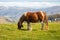 Brown horse grazing in Pyrenees mountains, France. Beautiful stallion against scenic mountains landscape. Brown foal in pasture.