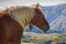 Brown horse grazing in Pyrenees mountains, France. Beautiful stallion against scenic mountains landscape. Cute horse portrait.