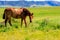 Brown Horse grazing in spring in the meadow.