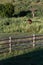 Brown horse grazing on thistle, grass and blooming purple thistle pasture, Eastern Washington State, USA