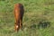 Brown horse on a green prairie in a sunny summer evening