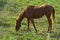 Brown horse on a green prairie in a sunny summer evening