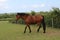 Brown horse in a greeny garden