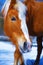 Brown Horse Haflinger in snowy. Eye contact.