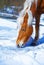 Brown Horse Haflinger in snowy pasture. horse that