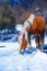 Brown Horse Haflinger in snowy pasture. Snow land