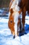 Brown Horse Haflinger in snowy pasture. Snow land