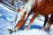 Brown Horse Haflinger in snowy pasture. Snow land