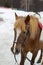 Brown horse in harness in winter