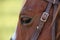 brown horse head close-up. harnessed powerful horse at the racetrack, ready for the race. red eyepieces of a horses eyes, races at