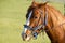 brown horse head close-up. harnessed powerful horse at the racetrack, ready for the race. red eyepieces of a horses eyes, races at