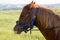 brown horse head close-up. harnessed powerful horse at the racetrack, ready for the race. red eyepieces of a horses eyes, races at