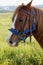 brown horse head close-up. harnessed powerful horse at the racetrack, ready for the race. red eyepieces of a horses eyes, races at