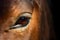 Brown horse head eyes. A closeup portrait of the face of a horse