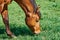 Brown horse head grazing, color photo