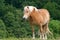 Brown Horse with Head Held High