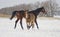 Brown horse with her foal walks in the snow