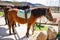 A brown horse at a horse breeding farm in a village on spring sunset on dreamy meadow in golden hour