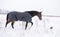 Brown horse in a horse-cloth checkered wlaking on the snowy field