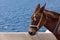 Brown horse on the island of Santorini - the traditional transport for tourists.