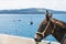 Brown horse on the island of Santorini - the traditional transport for tourists.