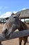 Brown Horse Itching His Nose on the Fence