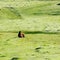 Brown horse lies on green grass in valley in Caucasus mountains. Georgia, Tusheti