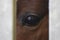 Brown horse locked, looking through gray bars