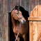 Brown horse looking out of the stable. Horse portrait closeup.