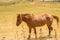 A brown horse in a meadow above a body of water and crops in the