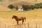 A brown horse in a meadow above a body of water and crops