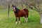 brown horse in a meadow below an apple tree