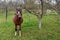 Brown horse in a meadow below an apple tree