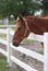 Brown Horse Near White Fence