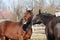 Brown horse neighing and black horse standing near