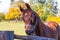 A brown horse nibbles on a wooden log fence