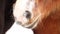 Brown horse nostrils