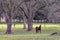 Brown horse in old pecan orchard in March