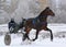 Brown horse Orlov trotter breed in motion