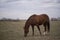 Brown horse on pasture 