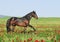 Brown horse on pasture