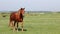 Brown horse on pasture