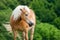 Brown Horse on Pasture with Head Held High