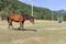 Brown horse in a pasture in a mountain valley.