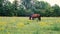 Brown horse pasture outdoor. beautiful horse in the pasture
