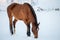 Brown horse in a pasture in winter